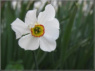 Résultat de recherche: Jonquille