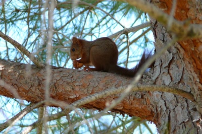 Œuvre de coelisa: ECUREUIL ROUX 4