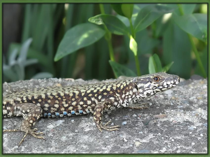 Lézard