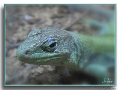 Œuvre de JIDEE: "Lézard arboricole"