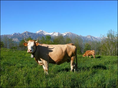 Œuvre de coelisa: Vache Alpine 2