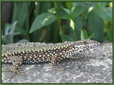 Lézard