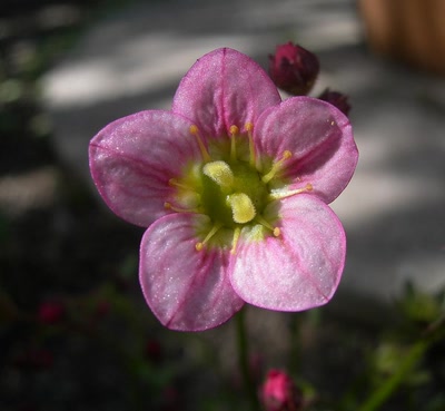 Œuvre de Talou: Fleur rose