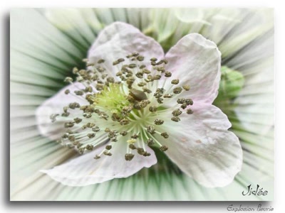 Œuvre de JIDEE: "Explosion fleurie"