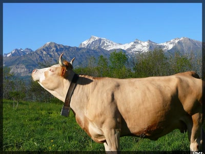 Œuvre de coelisa: vache alpine