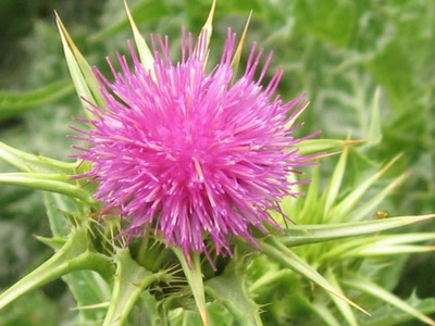 Œuvre de Jel: chardon en fleur
