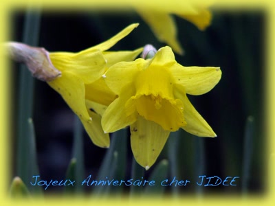 Résultat de recherche: Bisous jonquilles