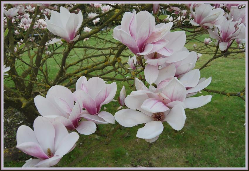 Magnolia