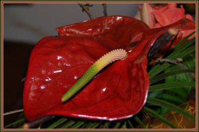 Résultat de recherche: Anthurium géant