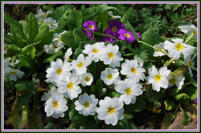 Résultat de recherche: Primevères de mon jardin