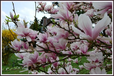 Résultat de recherche: Magnolia