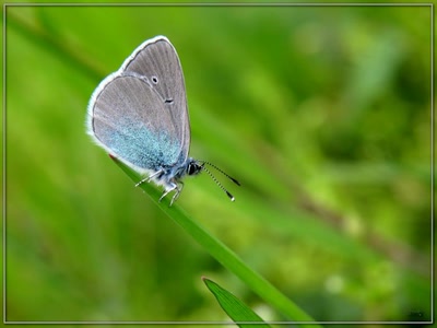 Résultat de recherche: Papillon 16409