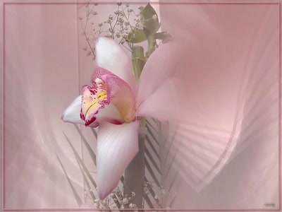 Résultat de recherche: Orchidee5