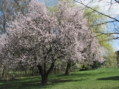 Résultat de recherche: Printemps