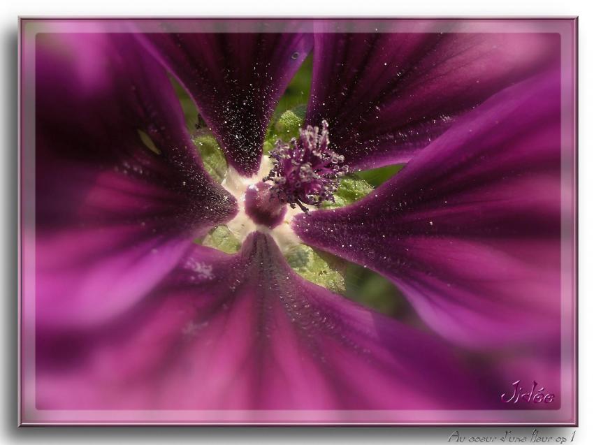 "Au coeur d'une fleur op 1"