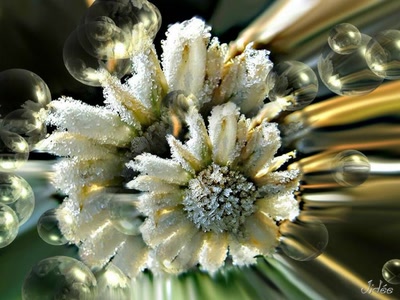 Œuvre de JIDEE: Bijou de Dame nature