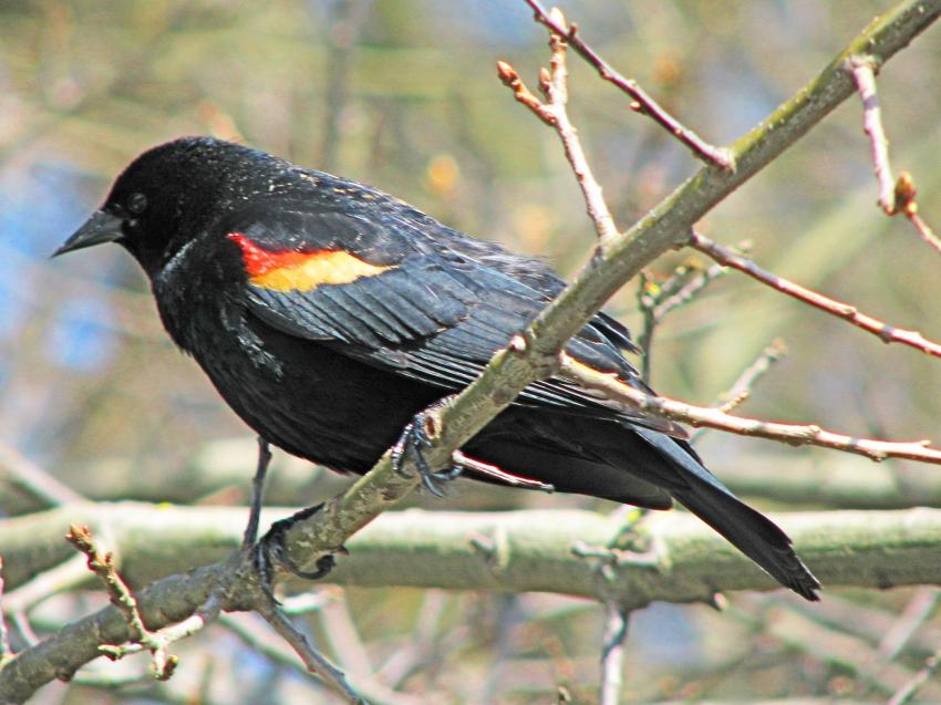 CArouge à épaulettes mâle