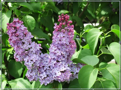 Résultat de recherche: Lilas 17409 2