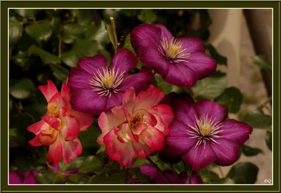 Résultat de recherche: Clématites