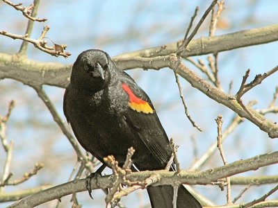 Résultat de recherche: Carouge à épaulettes mâle