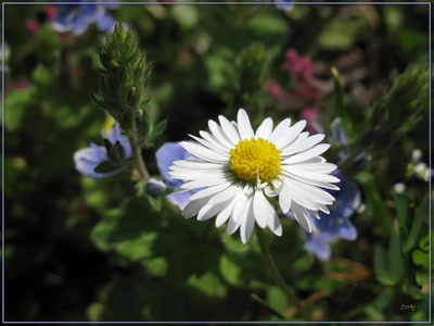 Résultat de recherche: Pâquerette  15409