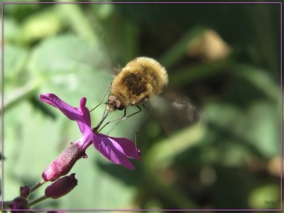 Résultat de recherche: Insecte 16409