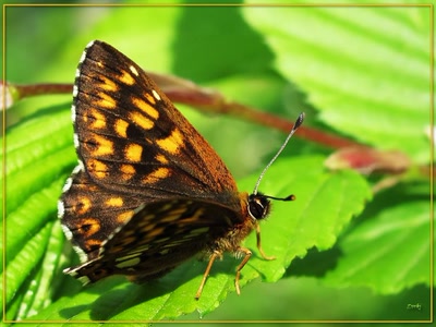 Résultat de recherche: Papillon 21409 3