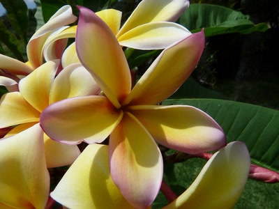 Œuvre de pixelgirl: Fleur de frangipanier