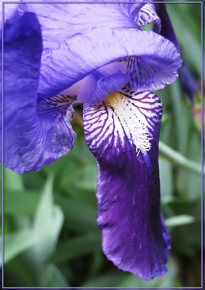 Résultat de recherche: Iris 21409b