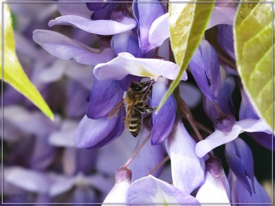 Résultat de recherche: Abeille sur la glycine