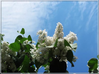 Résultat de recherche: Lilas blanc 23409