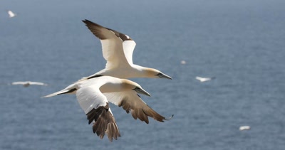 Résultat de recherche: Twin.