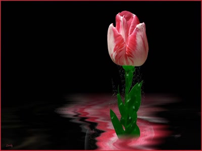 Résultat de recherche: Tulipe 4