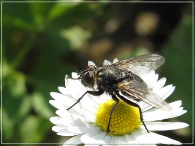 Résultat de recherche: Mouche 2