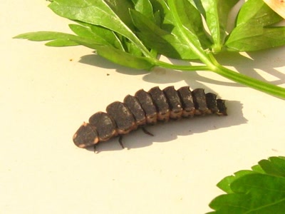 Œuvre de Jel: chenille