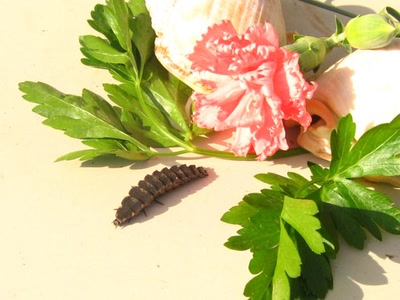 Œuvre de Jel: chenille