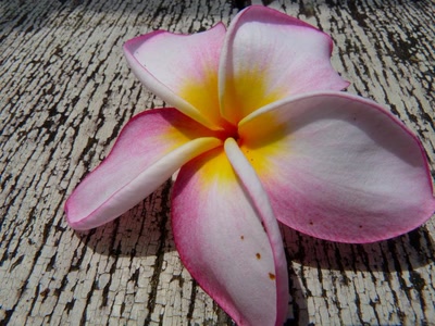 Œuvre de pixelgirl: posée....