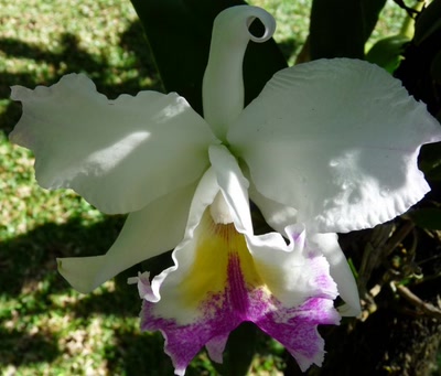 Œuvre de pixelgirl: sophistiquée