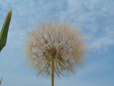 Résultat de recherche: fleur de pissenlit