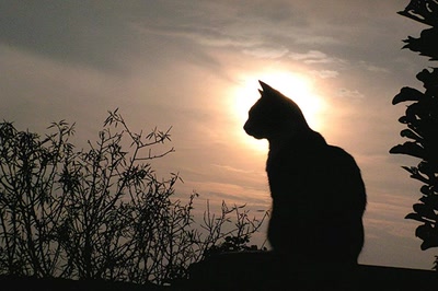 Résultat de recherche: Chipie et son auréole