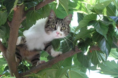 Résultat de recherche: Coucou ! je suis là !