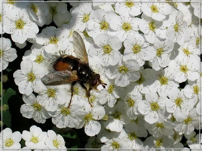 Résultat de recherche: Mouche 26409