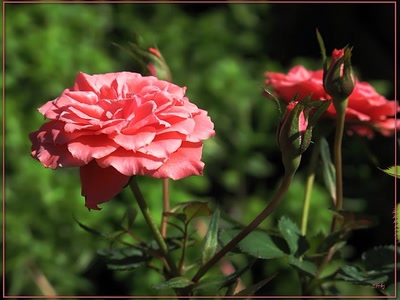 Résultat de recherche: Rose 24409