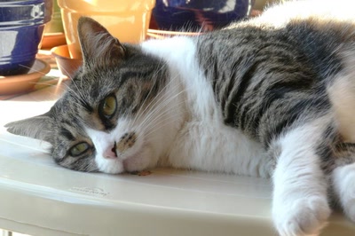 Résultat de recherche: Relax Chipie !