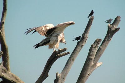 Résultat de recherche: Vautour et sansonnets
