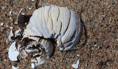 Résultat de recherche: Très vieille coquille.