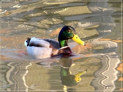 Résultat de recherche: Canard colvert 8409 2b