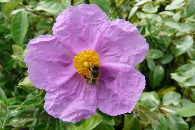 Résultat de recherche: ciste sauvage et sa jupe froissée