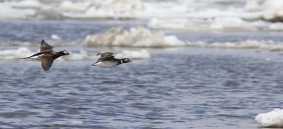Résultat de recherche: Canards