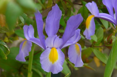 Résultat de recherche: iris